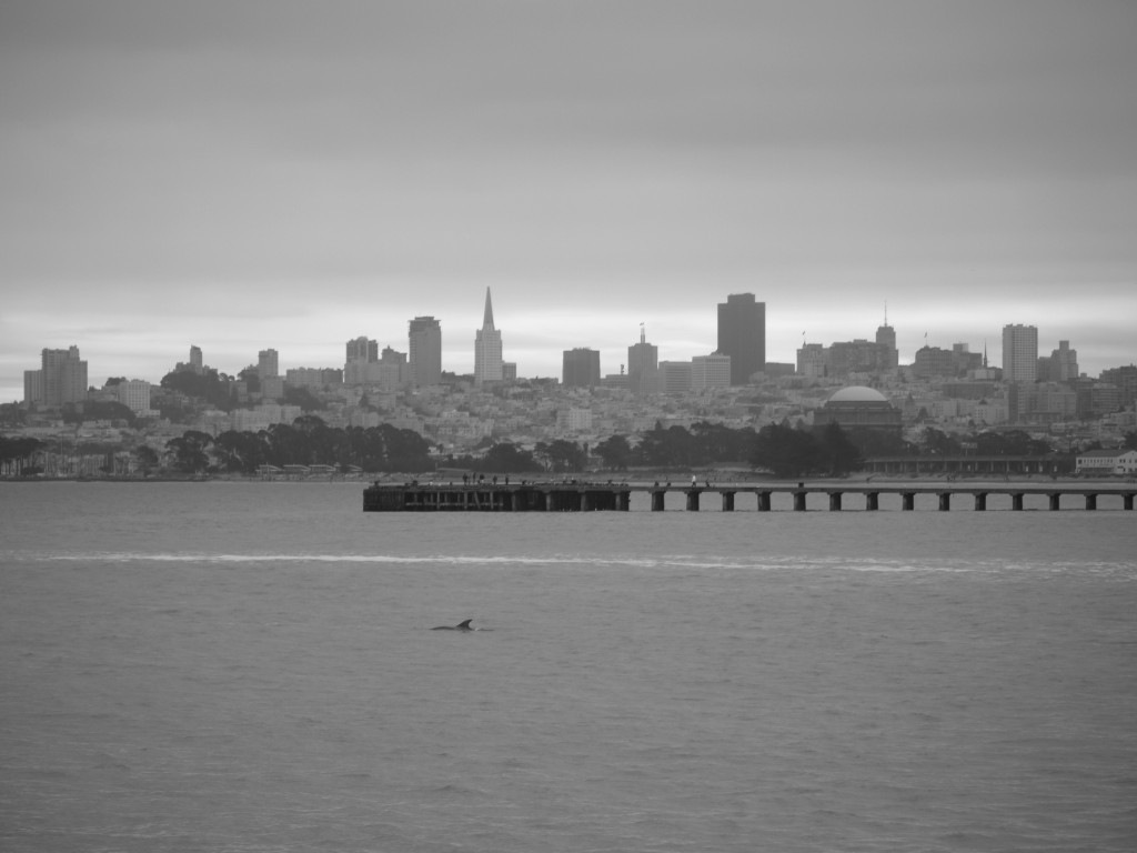 Dolphin in the San Francisco bay, off Fort Point