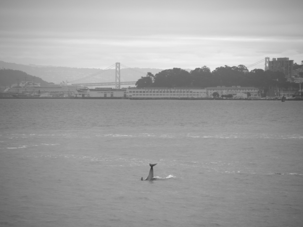 Dolphin in foreground of the Bay Bridge.